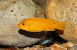 Metriaclima sp. 'msobo'